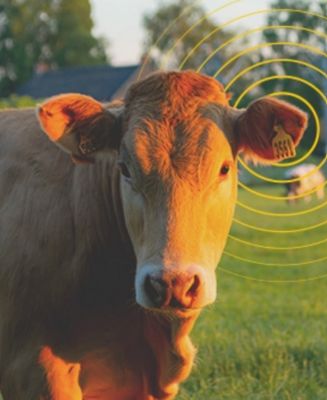 Cattle Monitoring and Management